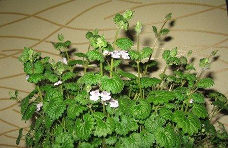 薄荷的花期 薄荷的花期