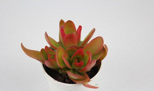 火祭什么时候开花