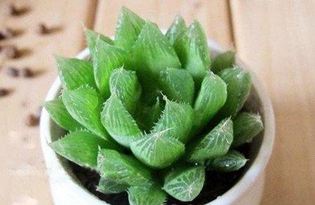 水晶掌开花好吗 水晶掌开花好吗