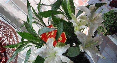 百合花要如何摘除花蕊 百合花要如何摘除花蕊