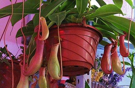 猪笼草花 猪笼草花