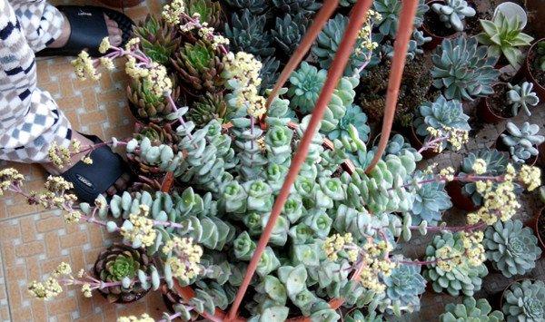 钱串开花吗