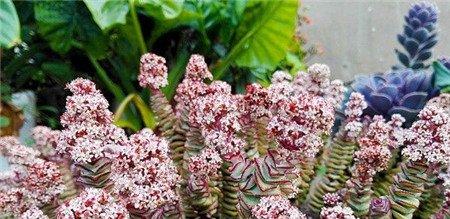 钱串开花吗
