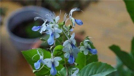 蓝蝴蝶 蓝蝴蝶