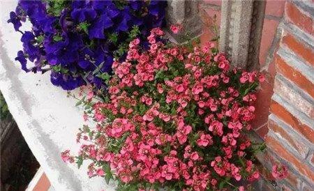 双距花 双距花