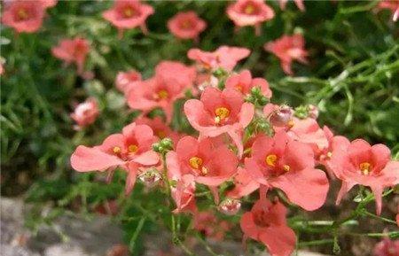双距花 双距花