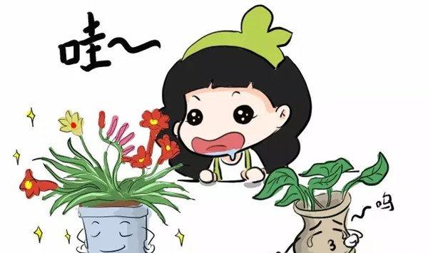 别只养绿萝吊兰，这些花美到天际，你不试试