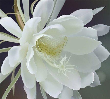 昙花 昙花