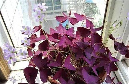 紫叶酢浆草 紫叶酢浆草