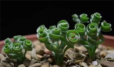 弹簧草