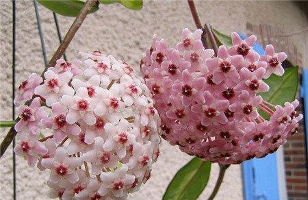 球兰开花图片 球兰开花图片