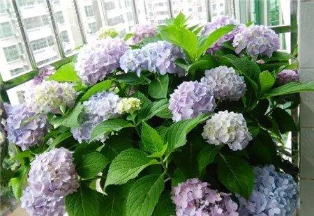 绣球花 