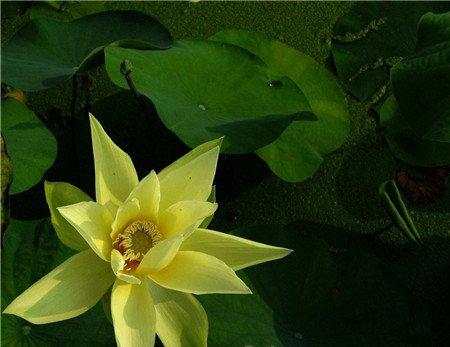 杏黄荷花图片