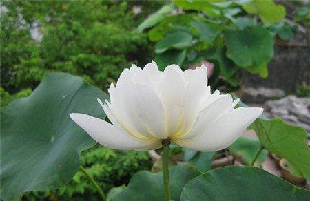 白雪公主荷花图