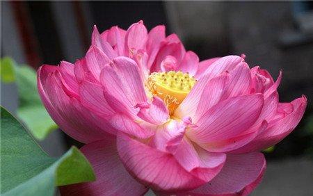红宝石荷花图