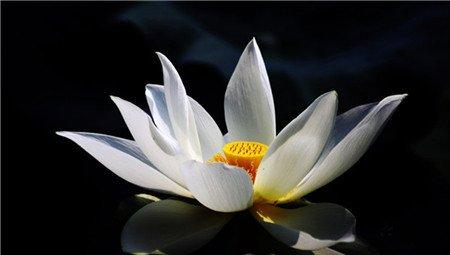 冰清玉洁荷花图