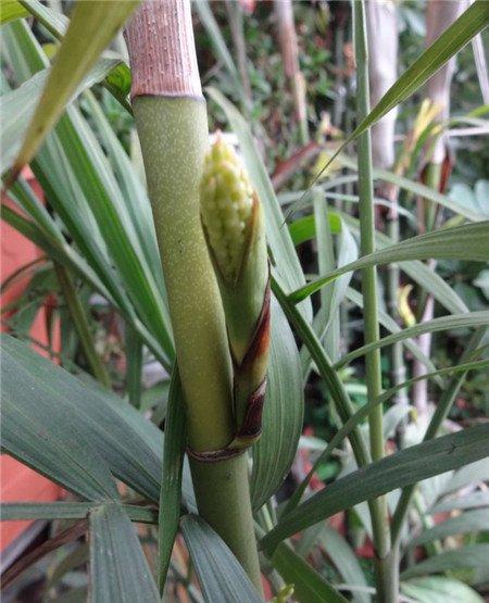 散尾葵会开花吗 散尾葵会开花吗