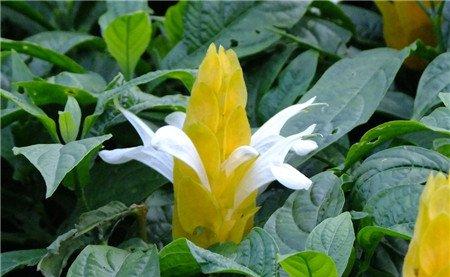 金苞花什么时候开花 金苞花什么时候开花