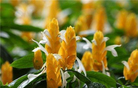 金苞花开花图片欣赏 金苞花开花图片欣赏
