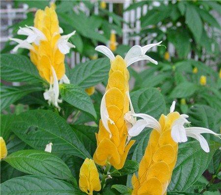 金苞花开花图片欣赏 金苞花开花图片欣赏