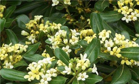 冬青开花图片欣赏