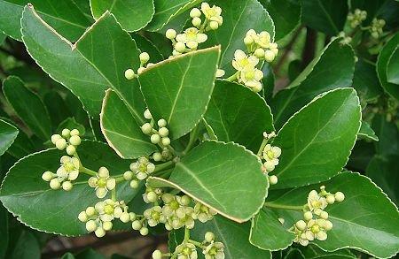 冬青开花吗