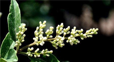 冬青开花图片欣赏