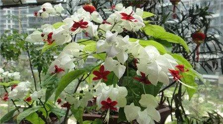 龙吐珠 龙吐珠