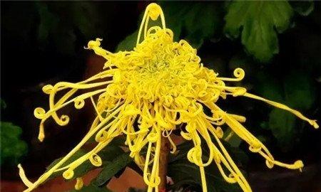 菊花 菊花