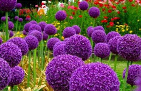 花葱开花图片欣赏