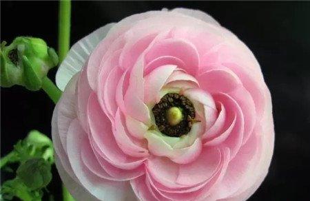 花毛茛 花毛茛
