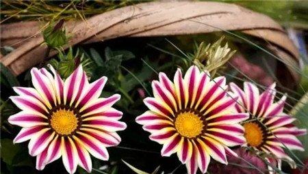 勋章菊 勋章菊