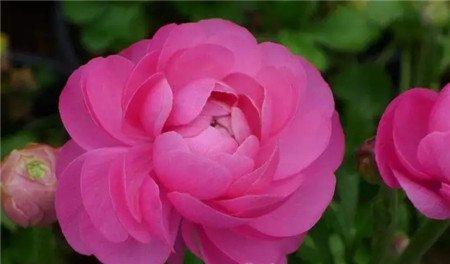 花毛茛 花毛茛