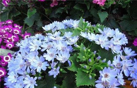 瓜叶菊 瓜叶菊