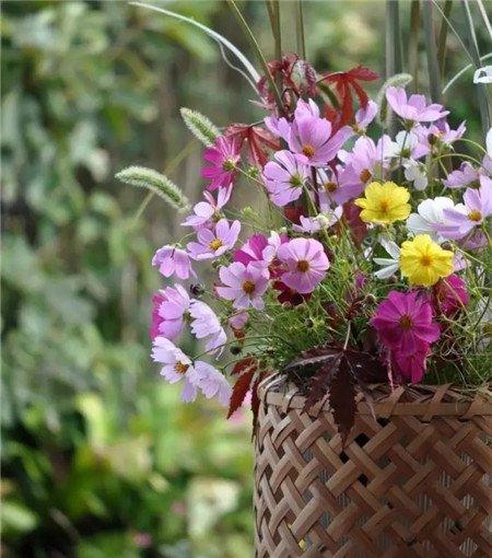 波斯菊、红枫、狗尾巴草 波斯菊、红枫、狗尾巴草