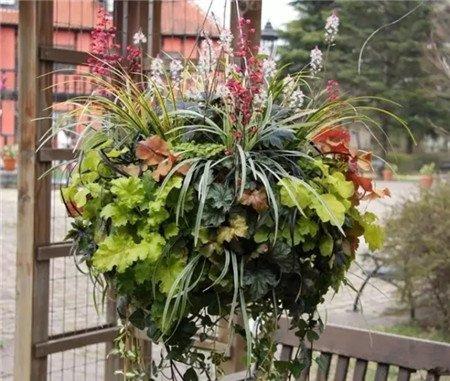 矾根、常春藤、花叶蔓长春 矾根、常春藤、花叶蔓长春