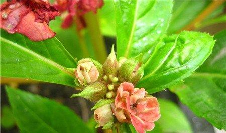 茶花凤仙开花图片欣赏