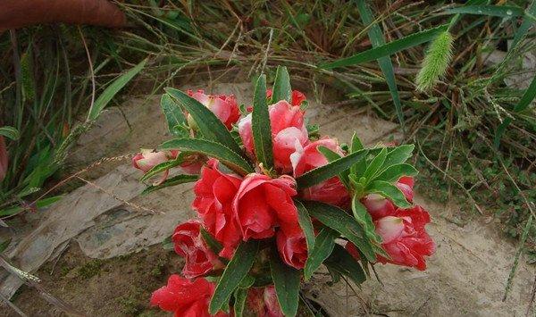 茶花凤仙什么时候开花