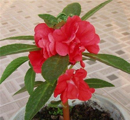 茶花凤仙开花图片欣赏