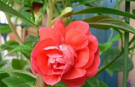 茶花凤仙开花图片欣赏