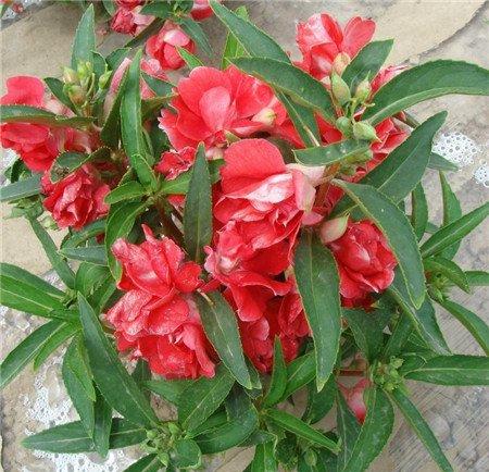 茶花凤仙什么时候开花