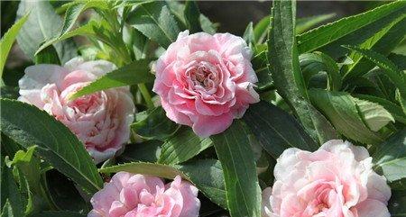茶花凤仙开花图片欣赏
