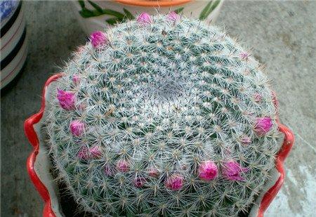 玉翁开花图片欣赏