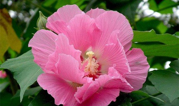 芙蓉花图片欣赏