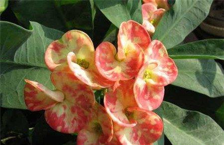 虎刺梅图片欣赏 虎刺梅图片欣赏