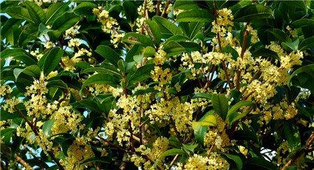 桂花开花图片欣赏 桂花开花图片欣赏