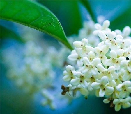 桂花开花品鉴 桂花开花品鉴