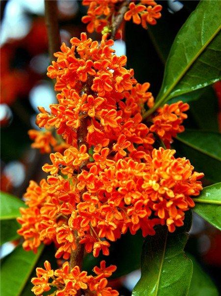 桂花开花图片欣赏 桂花开花图片欣赏