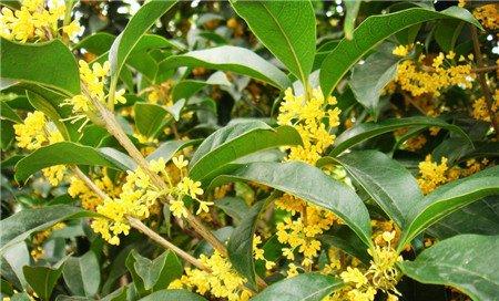 桂花开花图片欣赏 桂花开花图片欣赏