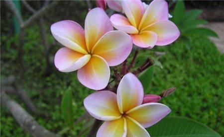 鸡蛋花开花形态